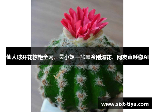 仙人球开花惊艳全网，吴小姐一盆黑金刚爆花，网友直呼像AI